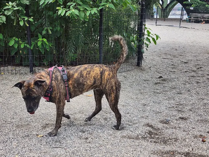 West 72nd Street Dog Run 4