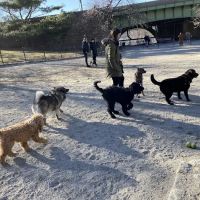 West 72nd Street Dog Run ico
