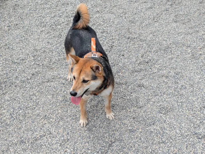 West 72nd Street Dog Run 10