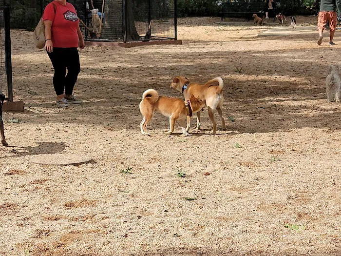 Bull Moose Dog Run 2