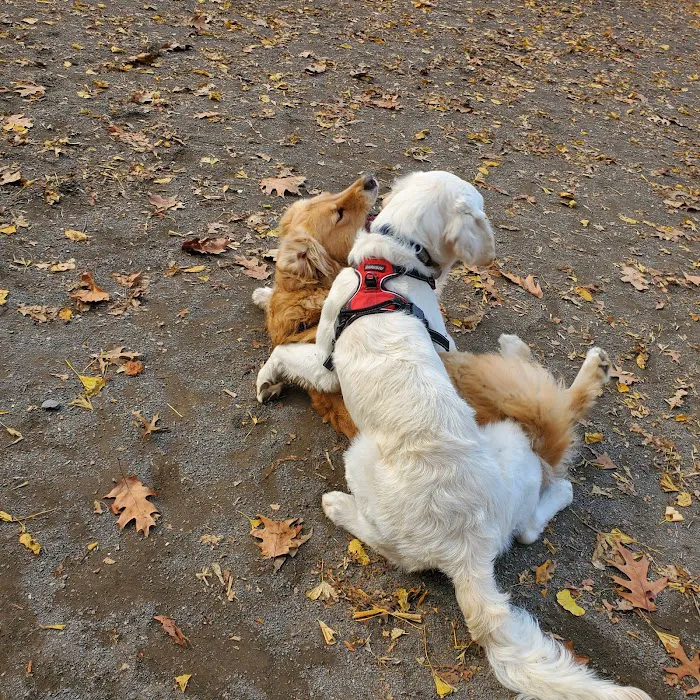 West 87th Street Dog Run 7