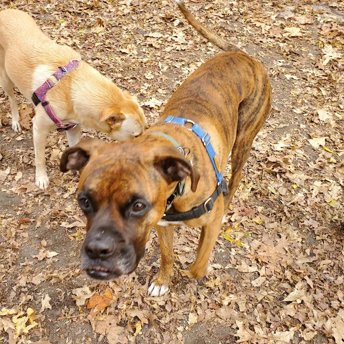 West 87th Street Dog Run 8
