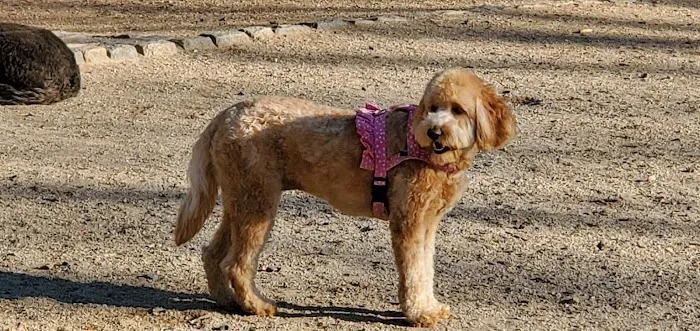 105th Street Dog Run 3