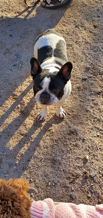 105th Street Dog Run 4