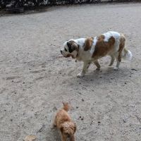 105th Street Dog Run ico