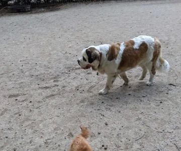 105th Street Dog Run