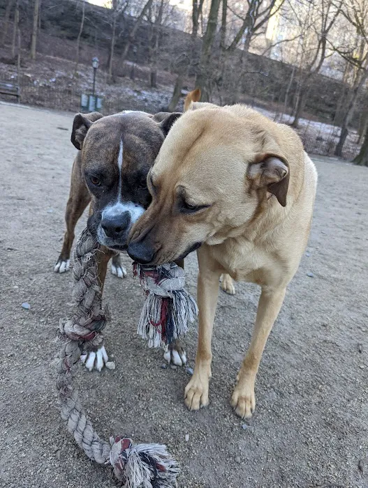 105th Street Dog Run 2