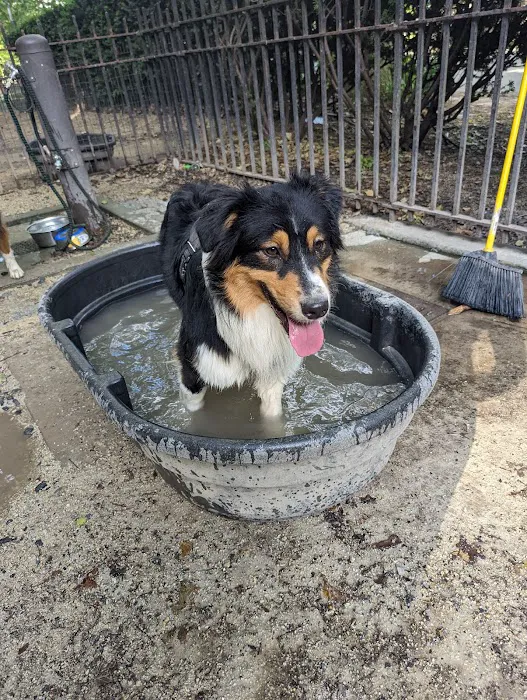 105th Street Dog Run 6