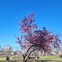 Forest Park Barking Lot ico