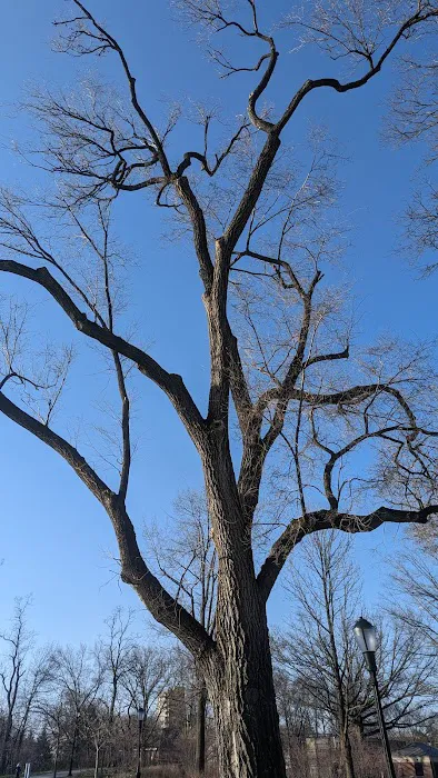 Forest Park Barking Lot 9