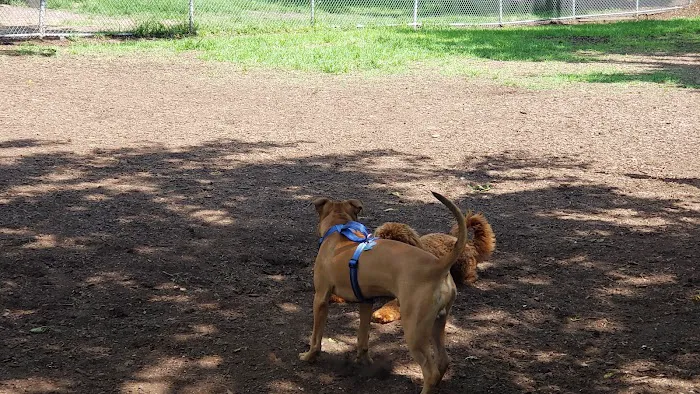 Underbridge Dog Run 3
