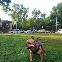 Underbridge Dog Run ico