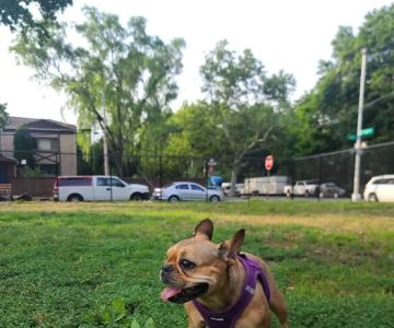 Underbridge Dog Run
