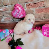 Puppy Paw Kennels ico