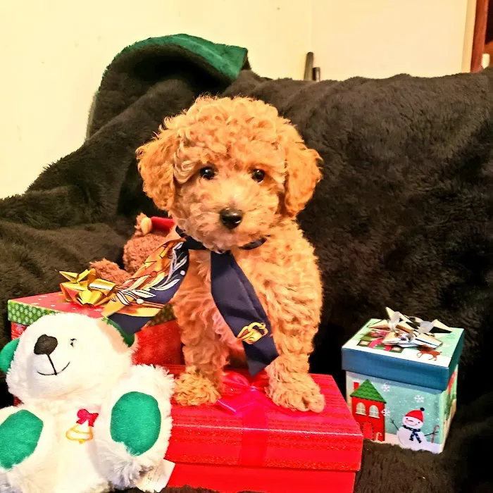Puppy Paw Kennels 4