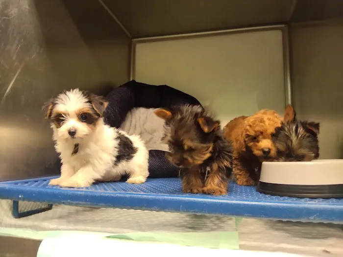 Puppy Paw Kennels 3