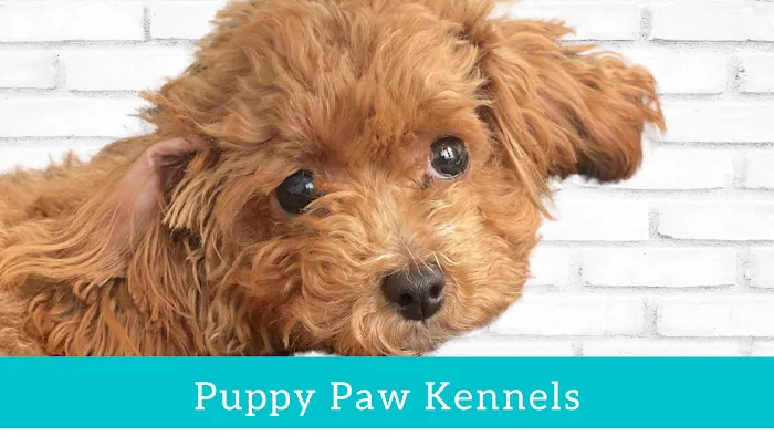 Puppy Paw Kennels 9