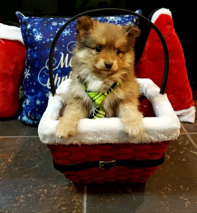 Puppy Paw Kennels 7