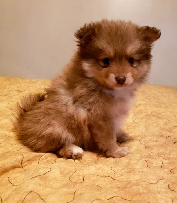 Puppy Paw Kennels 6