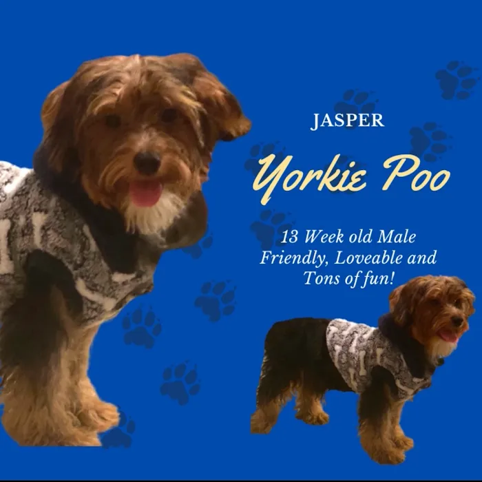 Puppy Paw Kennels 10