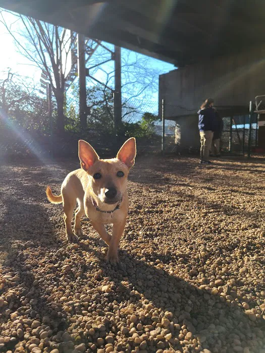 JH Crew Dog Park (Member Only) 5