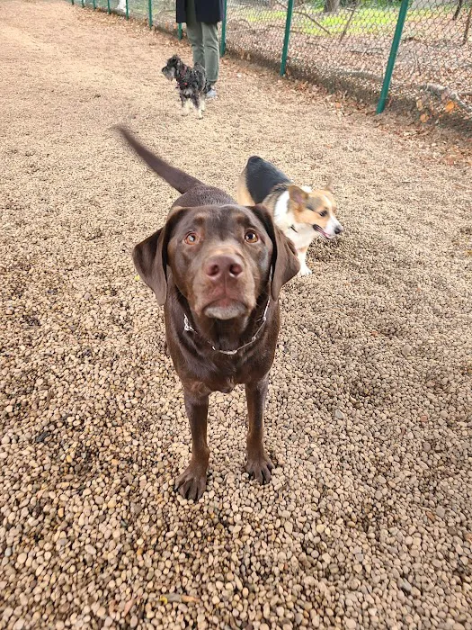 JH Crew Dog Park (Member Only) 9