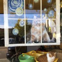 House of Mews ico