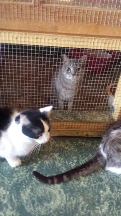 House of Mews 8