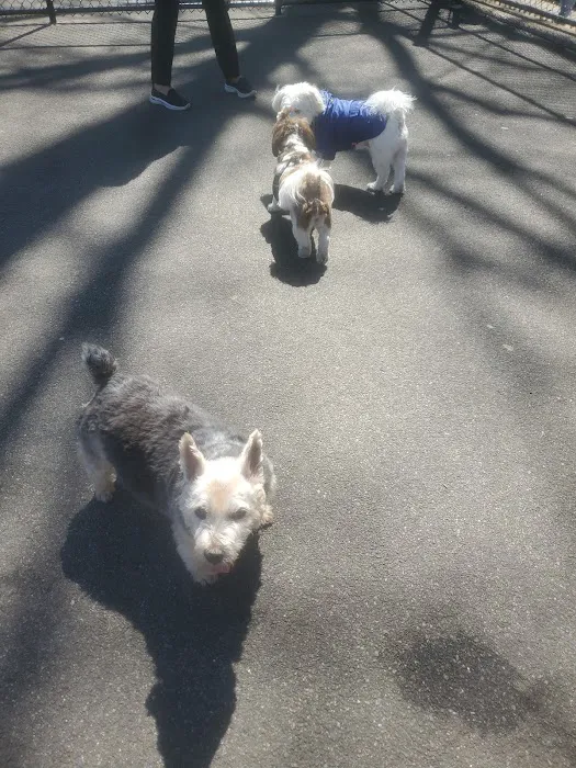 Travers Dog Run 4