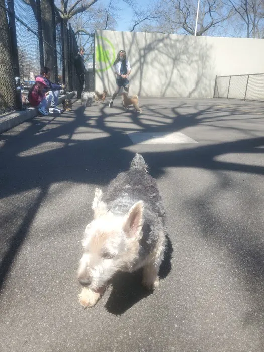 Travers Dog Run 6