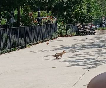 Travers Dog Run