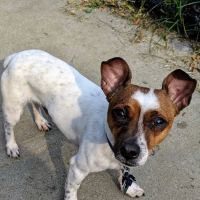 Landing Lights Dog Run ico