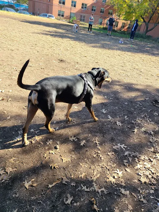 Landing Lights Dog Run 10