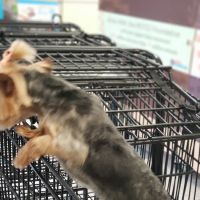 Petco ico