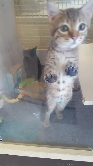 Petco 2
