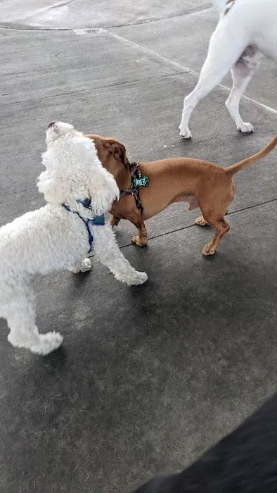 Triborough Bridge Playground C Dog Run 4