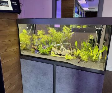 FINS Freshwater Aquariums