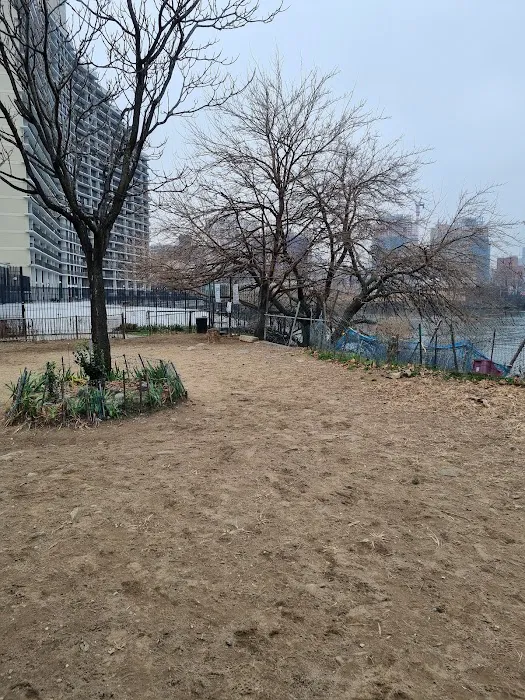 Bugsy's Dog Run 2
