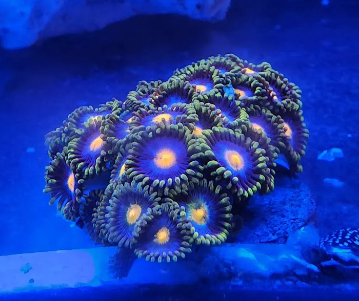 Aquariums Memphis 2
