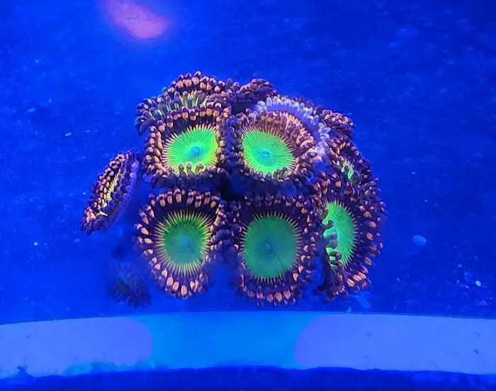 Aquariums Memphis 3