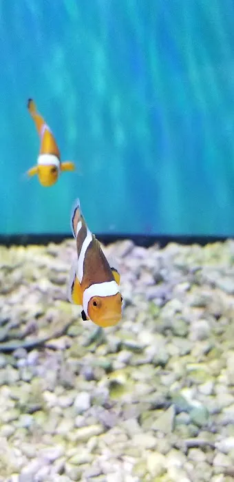 Desoto Aquatics 8