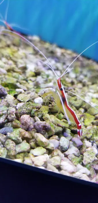 Desoto Aquatics 4