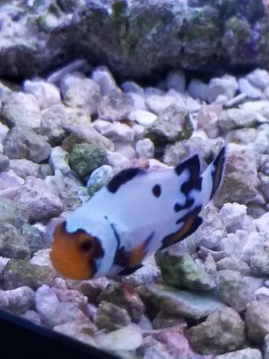 Desoto Aquatics 6