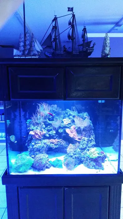 Desoto Aquatics 10