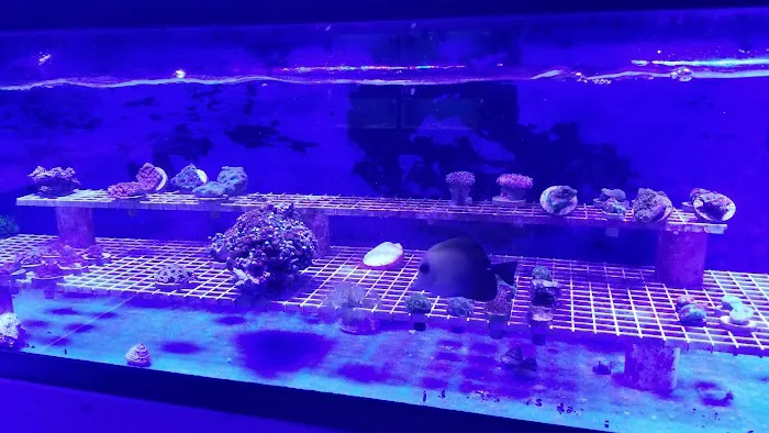 Desoto Aquatics 9