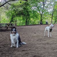 Morningside Park Dog Run ico
