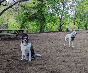 Morningside Park Dog Run