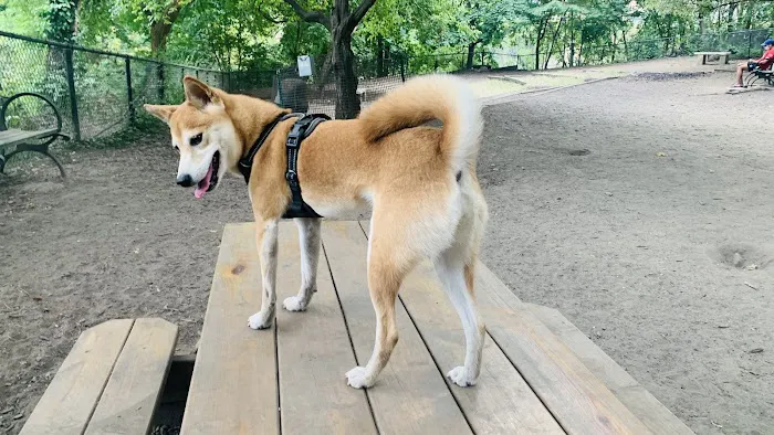 Morningside Park Dog Run 2
