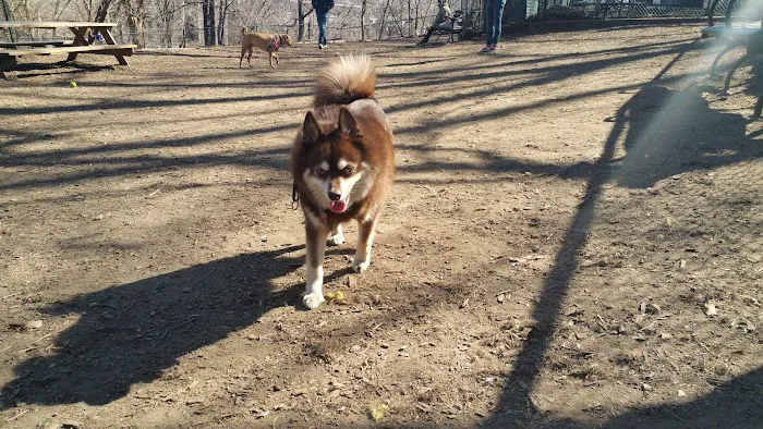 Morningside Park Dog Run 8