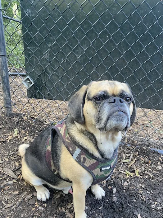Morningside Park Dog Run 5
